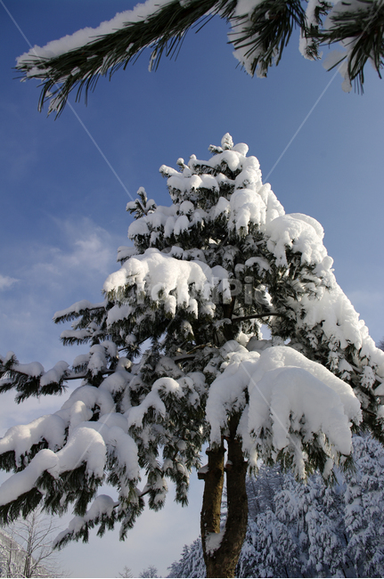 겨울,눈,설경,풍경,나무,겨울,계절,winter,season