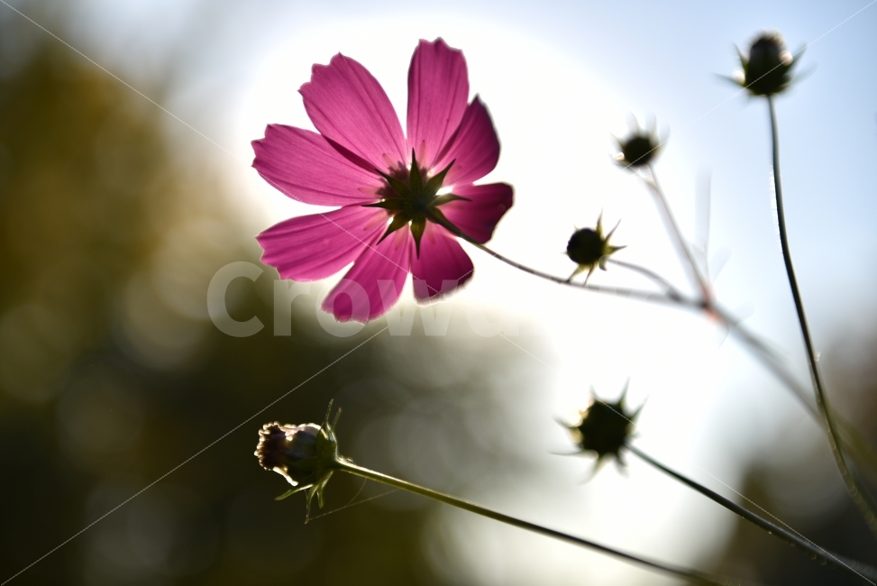 꽃,풍경,Nikon,D750,Artis,가을,계절,fall,autumn,season,식물,자연,plants,nature,꽃,flower,감성,sensible,feeling,plant