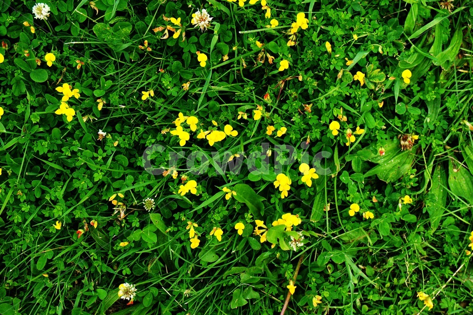 nature,자연,field,들,grassland,outdoors,옥외,rural,농촌,countryside,한지방,farm,농장,meadow,목초지,꽃,토끼풀,노란꽃,흰꽃