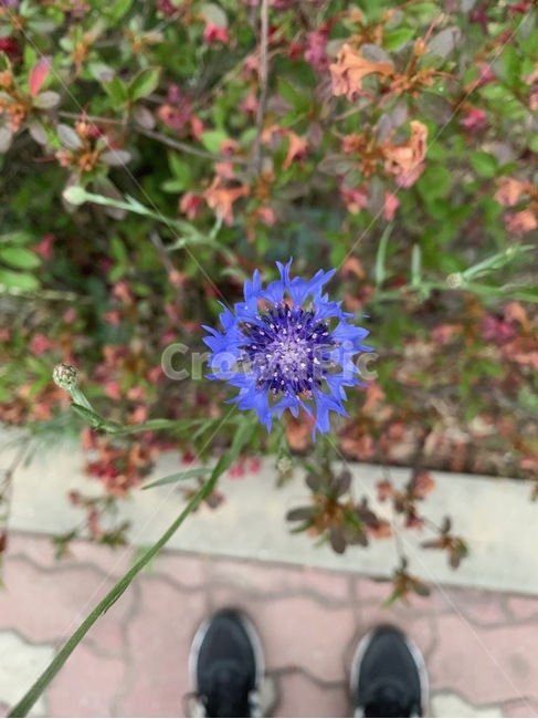 꽃,마당,식물,자연,flower,plant,nature