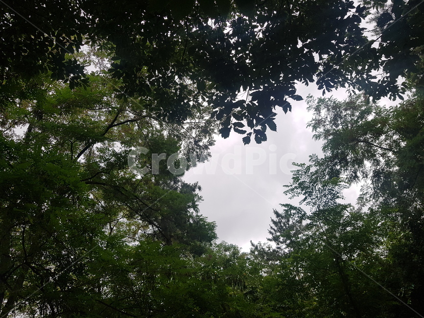 나무,숲,tree,자연,하늘,여유,자연,풍경,nature,landscape,plant,식물