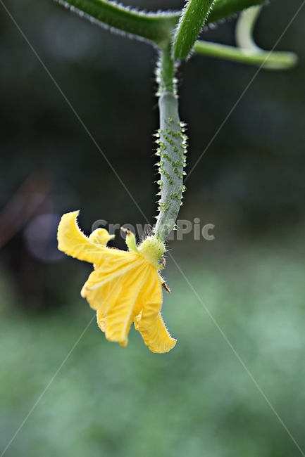 오이,오이꽃,애기오이,꽃,식자재,먹거리,식물,자연,넝쿨식물,식물,자연,plants,nature