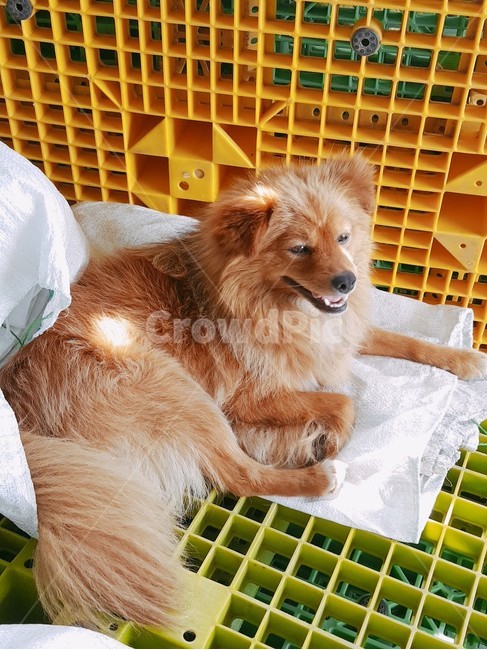 동물,개,강아지,웃음,눕다,갈색,dog