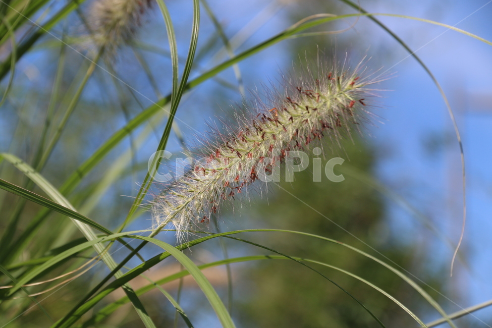 식물,계절,들,풀,초목,풍경,자연,휴식,강아지풀,vegetation,plant,식물,자연,plants,nature