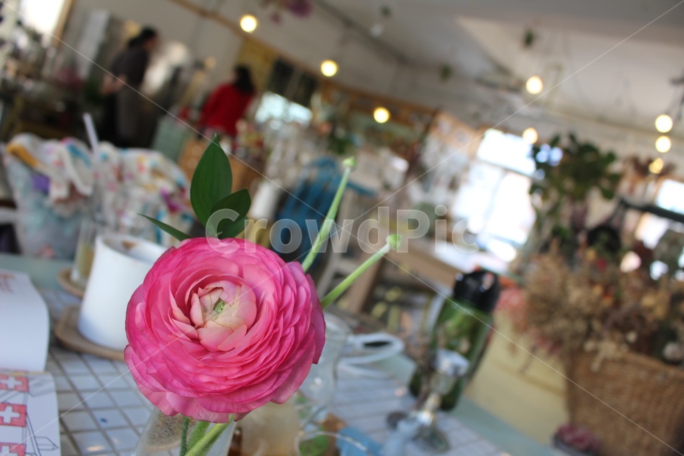 라넌큘러스,꽃,한송이,flower,ranunculus