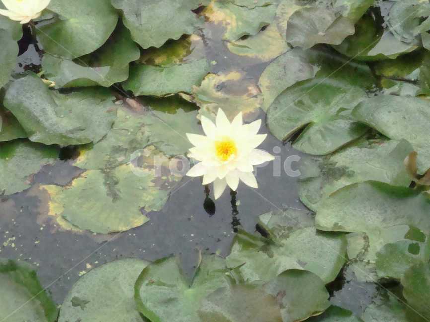연꽃,식물,flower,꽃,plant