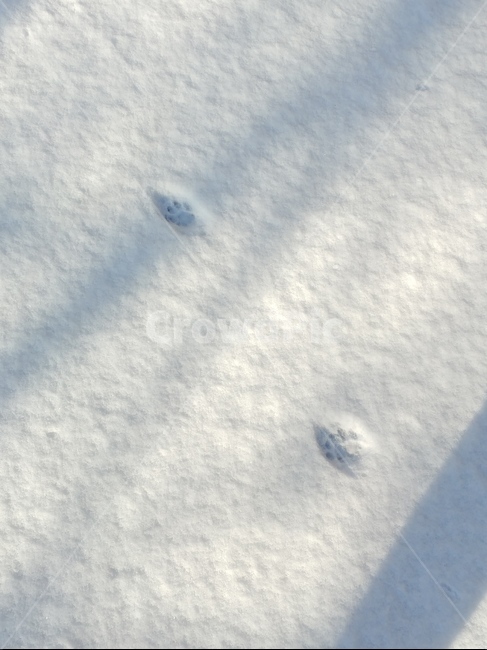 겨울,눈,동물,고양이,발자국,겨울,계절,winter,season