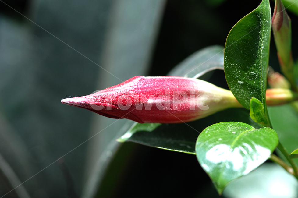 자연,꽃,플라워,뷰티,꽃밍울,식물,자연,plants,nature,꽃,flower