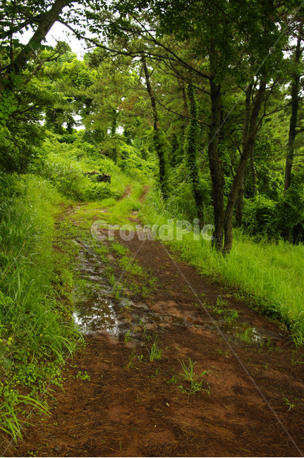 길,나무,숲,제주,식물,자연,풍경,nature,landscape,ground,바닥,path,통로