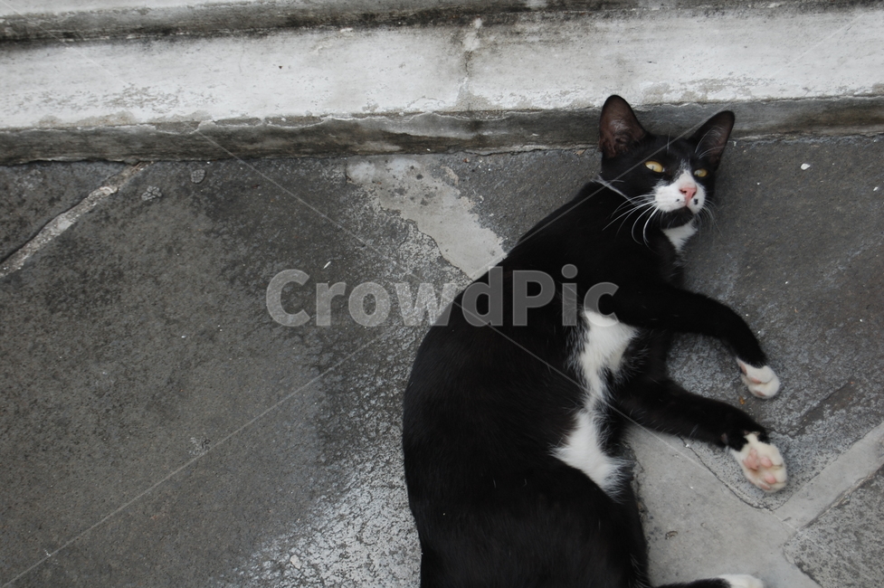 고양이,pet,cat,animal,동물,게으름,동물,animal,포유류,mammal,고양이,cat,kitten,kitty