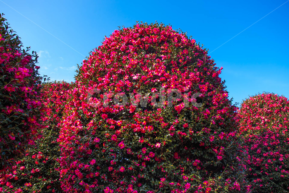 꽃,위미리,동백꽃,붉은꽃,동백군락지,자연,풍경,nature,landscape,식물,plants,꽃,flower