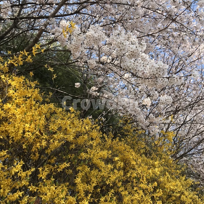 노란,개나리,분홍,벚꽃,꽃,자연
