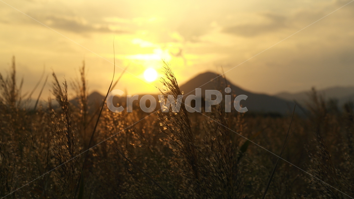 순천,가을,갈대밭,억새밭,억새축제,순천만,석양,감성,ppt배경,가을,계절,fall,autumn,season,자연,풍경,nature,landscape,grass,잔디,plant,식물,light,빛,flare,플레어