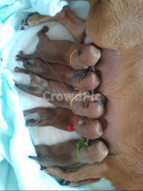 강아지,개,동물,animal,dog,doggy,mammal,포유류,새끼강아지,치와와,감성사진,감성,반려견,애완견,컨셉,연출,새끼,애견,귀여움,식구,가족,모유,젖,식사시간,대가족,모유수유