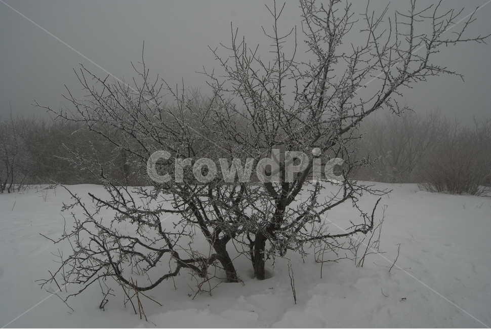겨울,산,공원,나무,탐방로,겨울,계절,winter,season,자연,풍경,nature,landscape,outdoors,옥외,weather,날씨