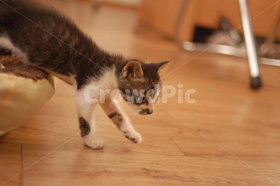 고양이,cat,새끼고양이,냥이,baby,동물,animal,포유류,mammal,고양이,cat,kitten,kitty