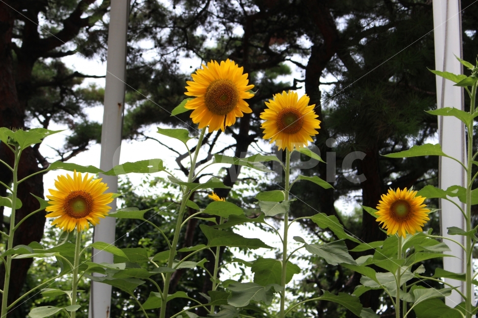 해바라기,꽃,잎,노랑,노란색,초록색,식물,야외,공원,정원,여름,계절,summer,season,식물,자연,plants,nature,꽃,flower,plant,blossom
