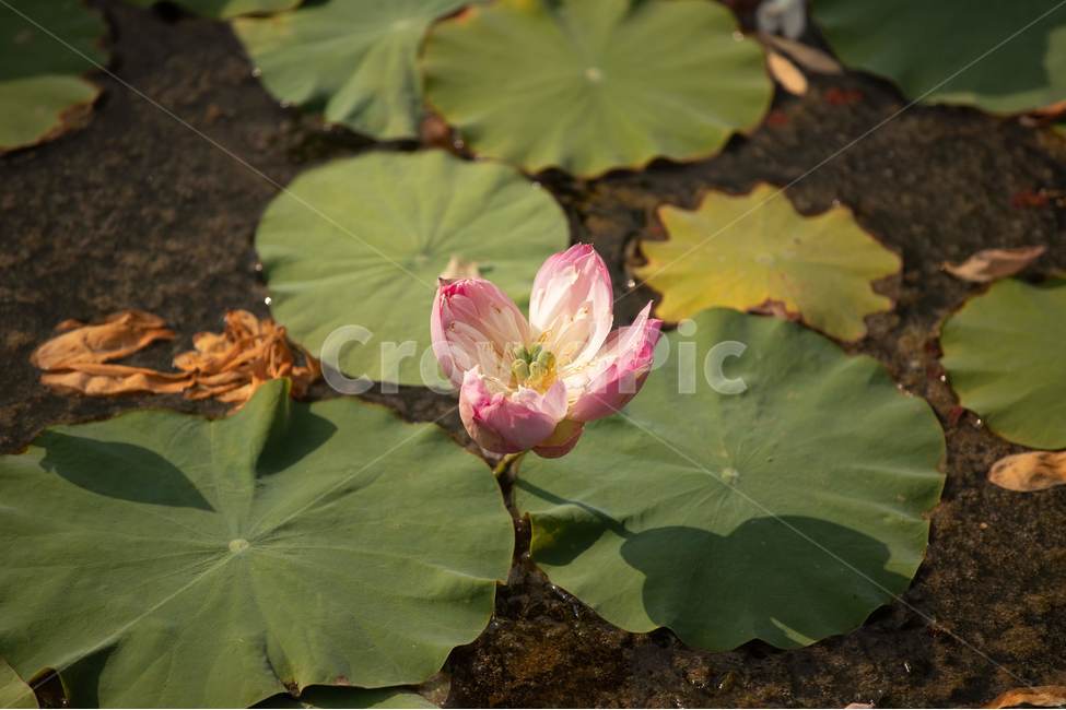 자연,꽃,연꽃,수련,빅토리아,식물,자연,plants,nature,꽃,flower