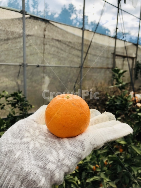 과일,제주도,노지감귤,음식,색감,제주도귤,fruit,귤따기체험,과일,열매,fruit
