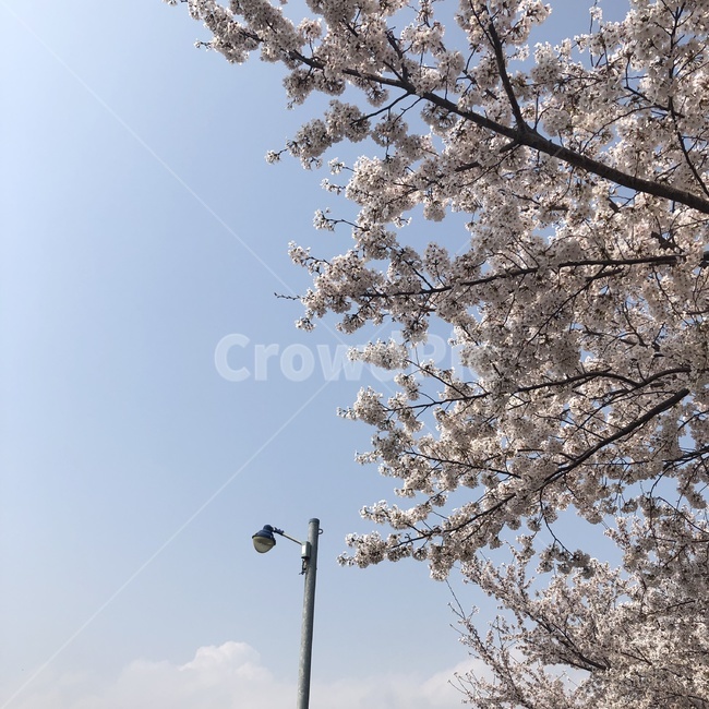 벚꽃,봄,하늘,가로등,구름,감성,봄감성,봄꽃,꽃,봄,계절,spring,season,plant,식물,flower,blossom,cherry blossom