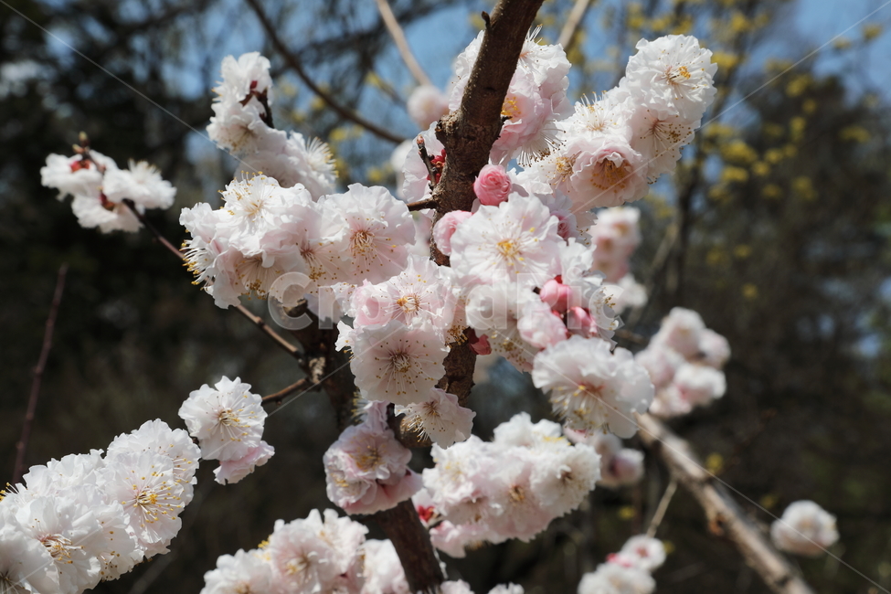 벚꽃,겹벚꽃,꽃,나무,꽃나무,봄,계절,자연,cherryblossom,nature,flower,spring,seasons,tree,봄,계절,spring,season,식물,자연,plants,nature,꽃,flower,plant,blossom