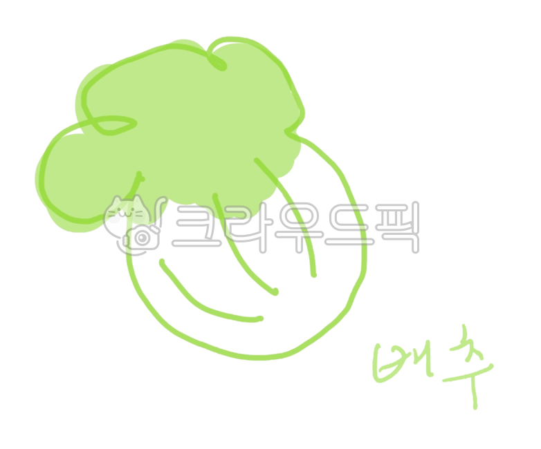 배추, 손그림, 손그림일러스트, 야채, 일러스트, 사진,이미지,일러스트,캘리그라피 - Csophie작가