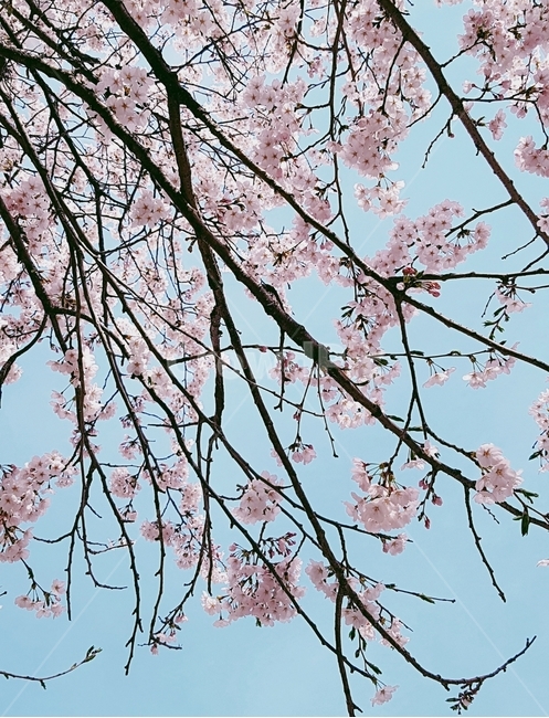 벚꽃,봄,풍경,배경,하늘