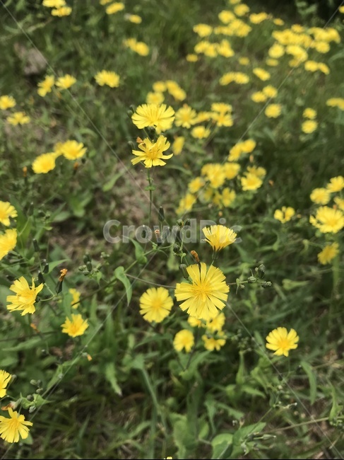 풀,노랑,꽃,민들례,봄