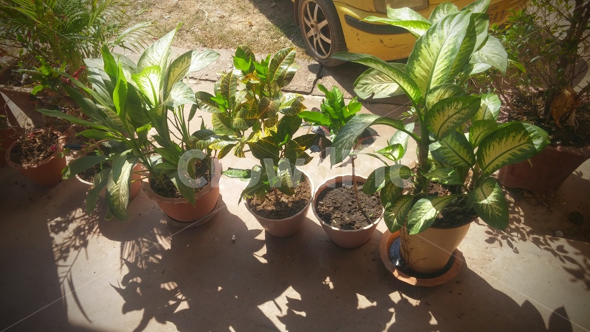자연,화분,녹음,꽃,감성,식물,자연,plants,nature