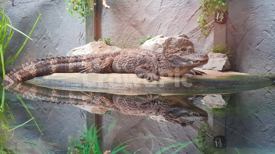 악어,동물,동물원,배경,악어가죽,동물,animal,파충류,양서류,reptile,amphibian