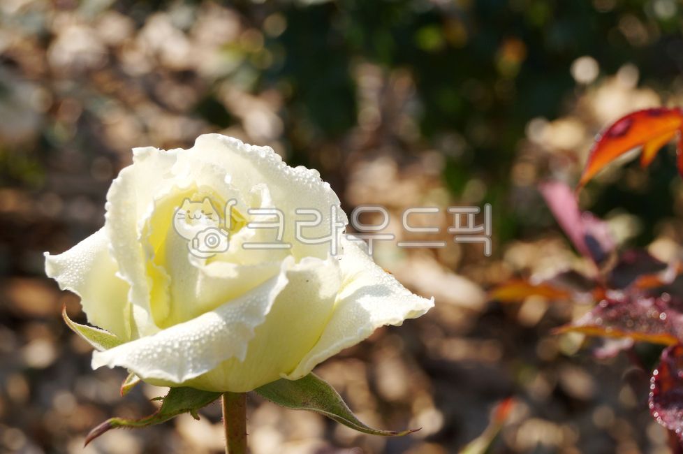 rose,wkdal,flower,꽃,백장미,아름다움,흰색,꽃봉우리,장미