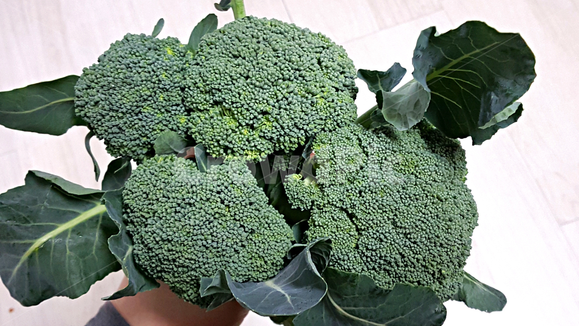 브로콜리,broccoli,food,음식,식물,plant,vegetable,야채