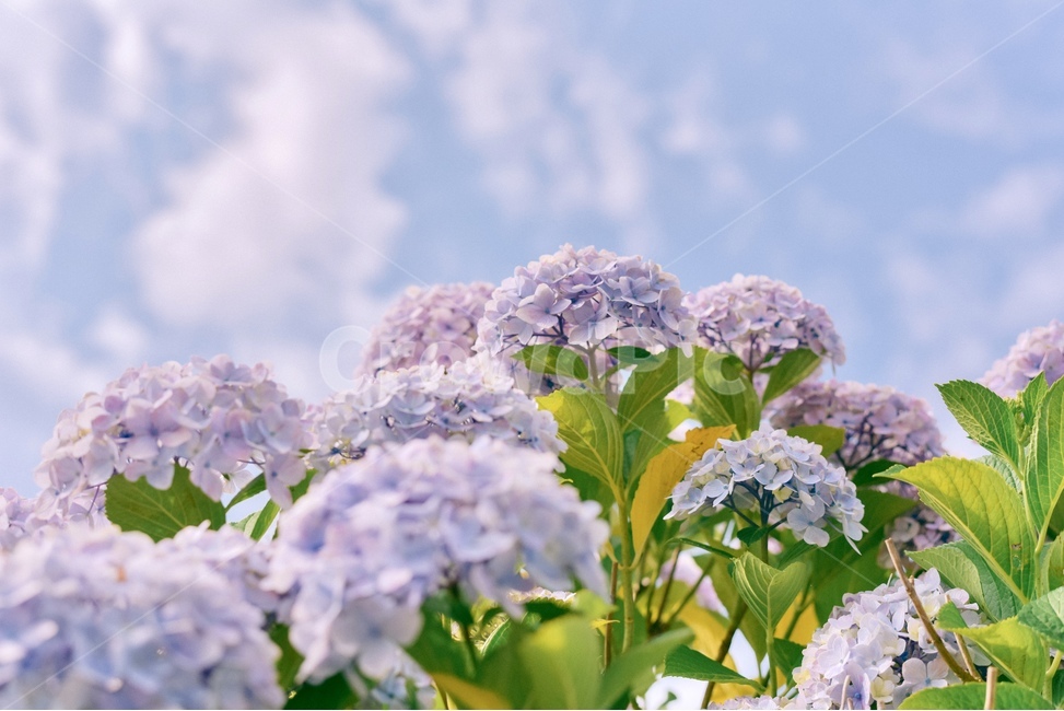 수국,꽃,여름,hydrangea,flower,blossoms,감성사진,여름,계절,summer,season,식물,자연,plants,nature,꽃,flower,감성,sensible,feeling,색깔,색상,색채,색감,color sense,color sensitivity,feeling of color,plant,blossom