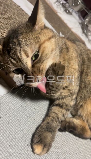 Pets,Banryomyo,stray cat,cat,animal