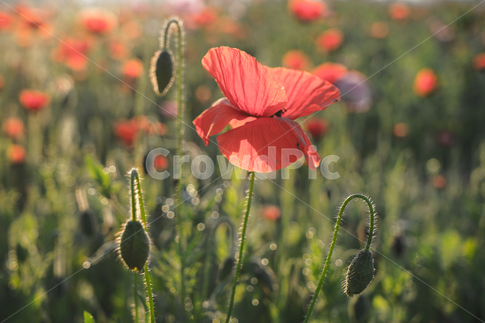 양귀비,미인,중국,꽃,자연,6월,화초,식물,자연,plants,nature,꽃,flower