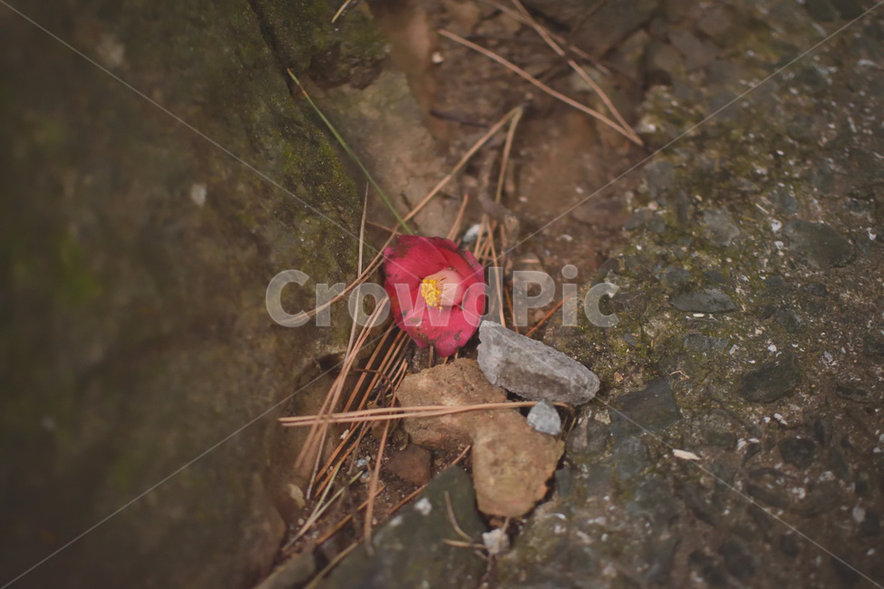 동백,동백꽃,꽃,낙화,돌,꽃,flower