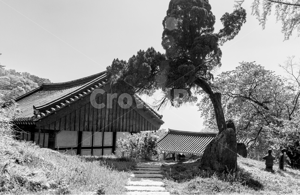 사찰,건축,전통,문화유산,고찰,향나무,한국전통,한국문화,korean traditional,korean culture,종교,신앙,religion,belief,faith,흑백,모노톤,monochrome,black and white,건축물,건물외관,exterior,building,structure,architecture,construction