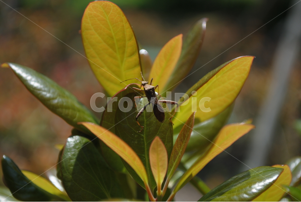 자연,곤충,나뭇잎,나무,후박나무,후박나무잎,벌레,잎,식물,자연,plants,nature,동물,animal,곤충,벌레,insect,bug