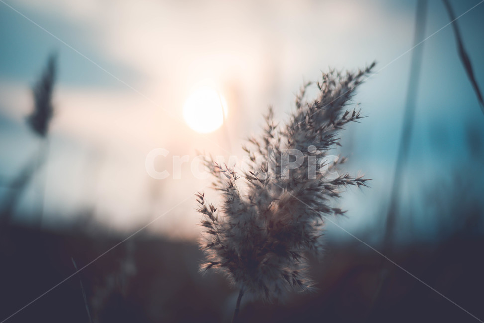 grass,plant,식물,reed,갈대,식물,자연,plants,nature