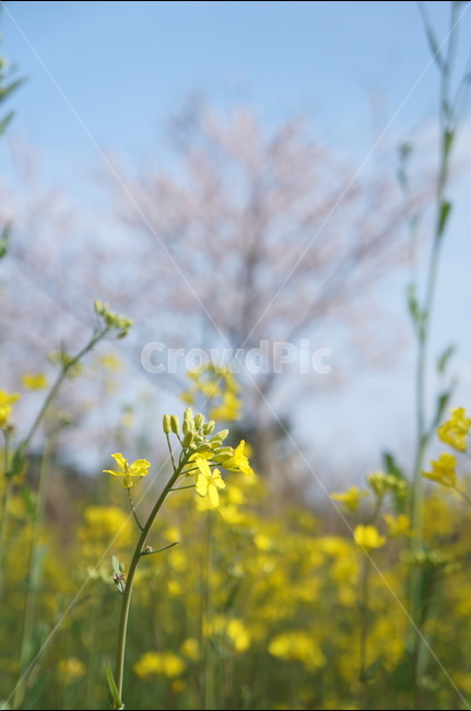 제주,풍경,유채꽃,봄,벚꽃,녹산로,봄,계절,spring,season,식물,자연,plants,nature,꽃,flower,plant