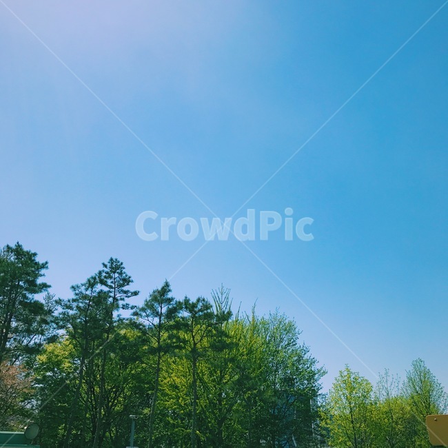 하늘,숲,나무,파란색,색감,청량함,sky,tree,blue,forest,자연,풍경,nature,landscape