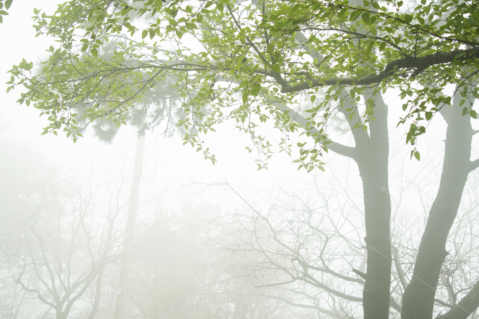 plant,식물,tree,나무,초목,land,nature,자연,outdoors,woodland,forest,삼림지,새벽,안개숲,숲,안개,습도,신비,환상,희미한,자연,풍경,nature,landscape