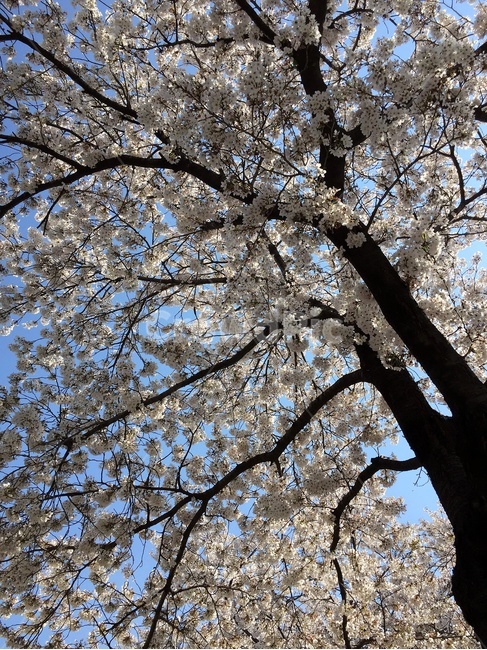 spring,봄,벚꽃축제,벚꽃나무,체리블라썸,향기,핑크,pink,plant,식물,blossom,꽃,flower,벚꽃,cherryblossom