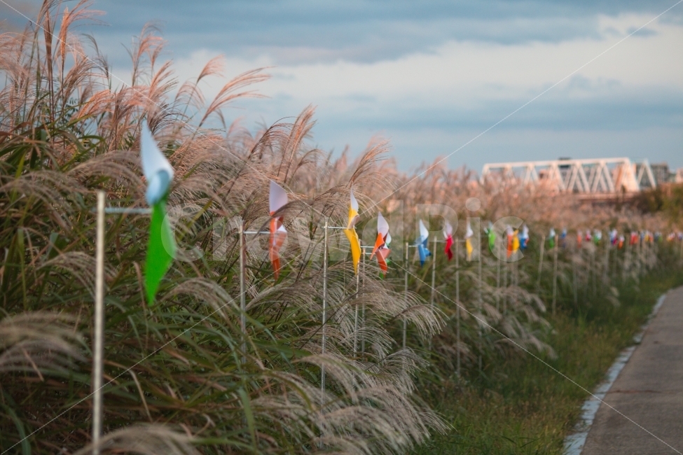억새,갈대,바람개비,가을,풍경,산책,자연,풍경,nature,landscape,가을,계절,fall,autumn,season,조각상,동상,석상,조형물,statue,bronze statue,stone statue,감성,sensible,feeling,사물,물건,오브젝트,thing,object,matter,plant,식물,grass,잔디
