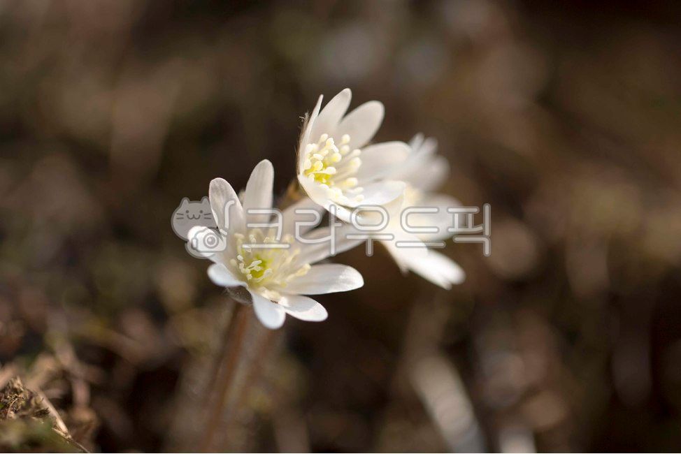 spring flowers,wildflowers,Daeryongsan Mountain,hepatica,white hepatica,flower