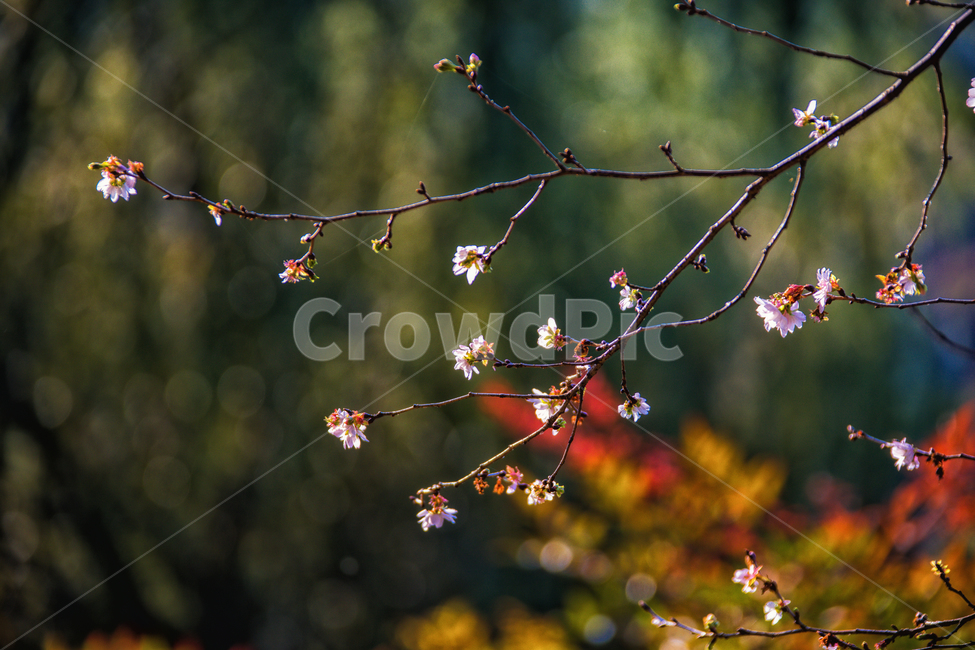 춘추벚꽃,가을벚꽃,가을벚나무,벚꽃,춘추벚나무,prunssubhirtellaautumnalis,춘추화,꽃,식물,자연,plants,nature,꽃,flower