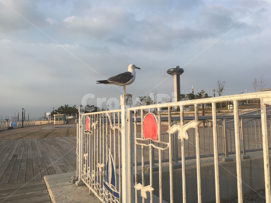 갈매기,바닷가,새,조류,난간,동물,animal,조류,새,birds