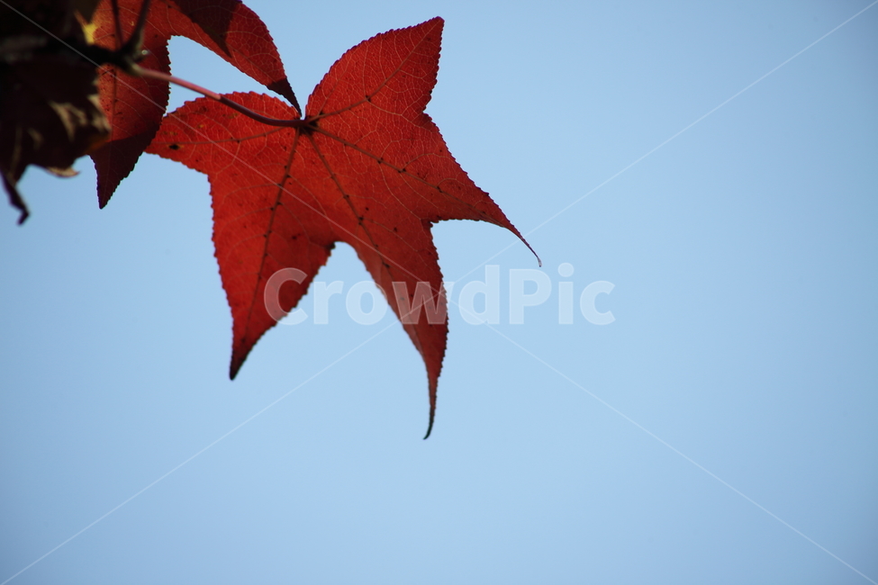 단풍,미국풍나무,가을,liquidambarstyraciflua,sweetgum,가을,계절,fall,autumn,season,식물,자연,plants,nature,leaf,잎,plant,tree,나무,bird,새,animal,동물
