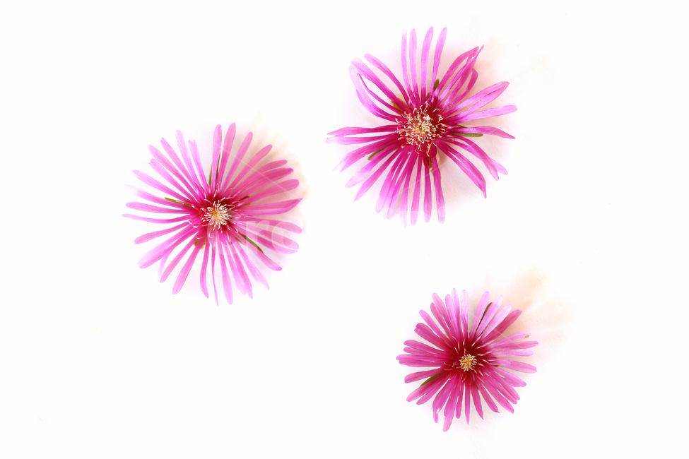 colorful,flower,natural,nature,pink,plant,purple,violet,꽃,생화,식물,핑크,분홍색,퍼플,보라색,자연,탑앵글,탑뷰,꽃잔디,플라워,클로즈업,흰배경,송엽국