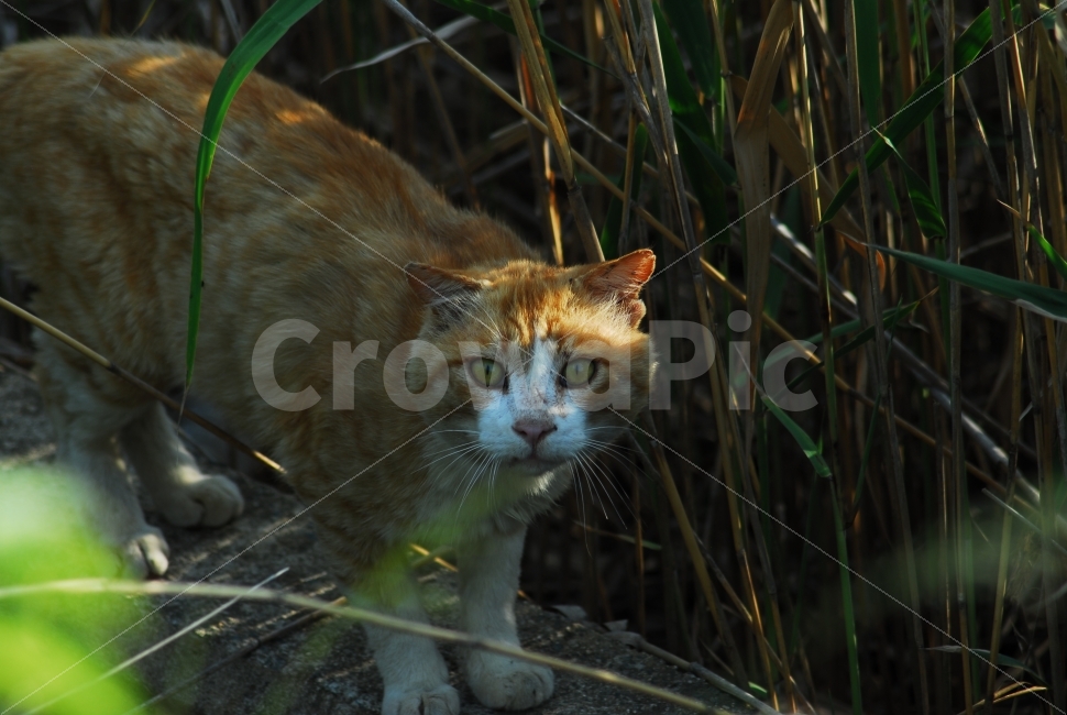 들고양이,야생,wildcat,놀람,응시,동물,animal,포유류,mammal,고양이,cat,kitten,kitty